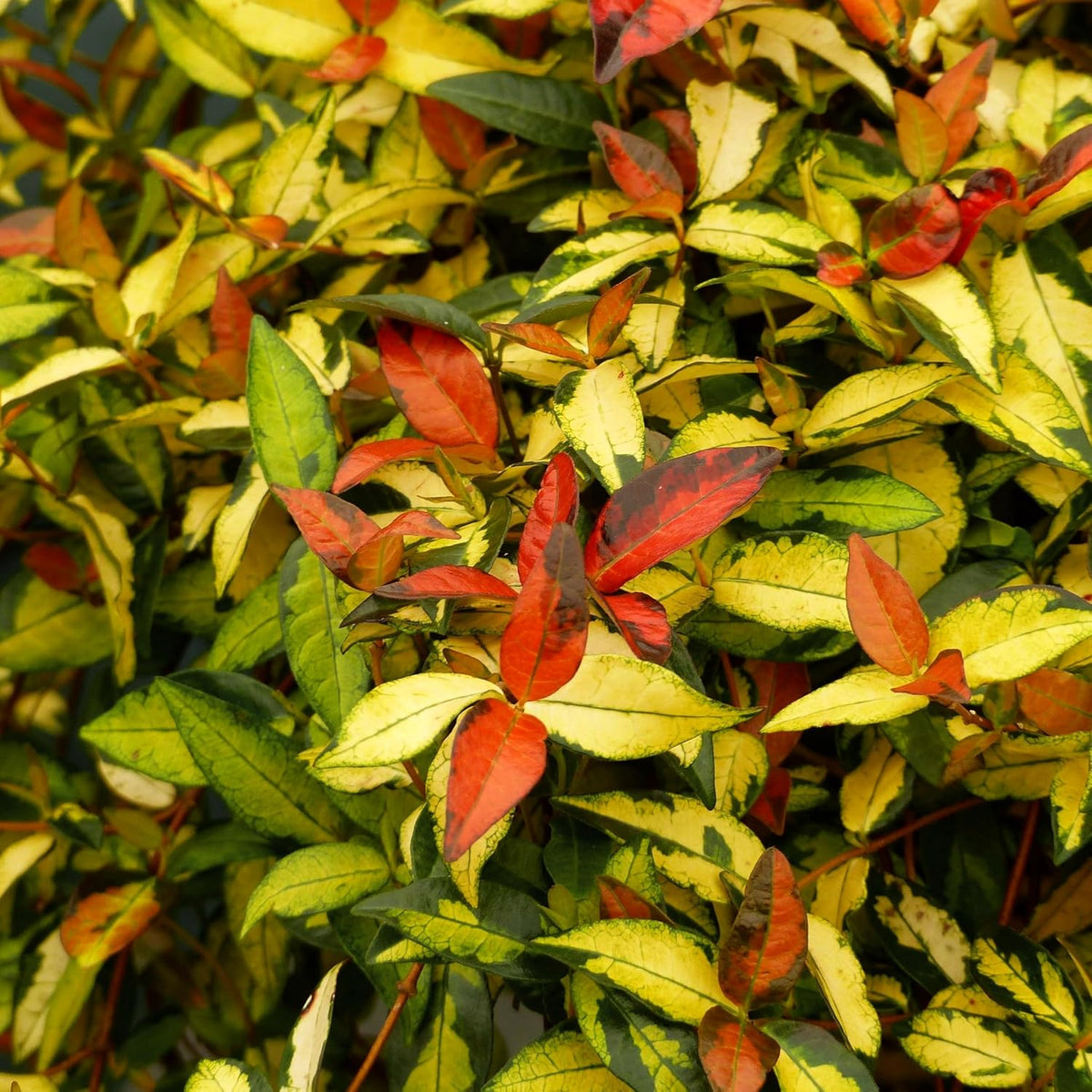 Jasmine Summer Sunset - 50 Live Plants - Trachelospermum Asiaticum - Colorful Groundcover Vine