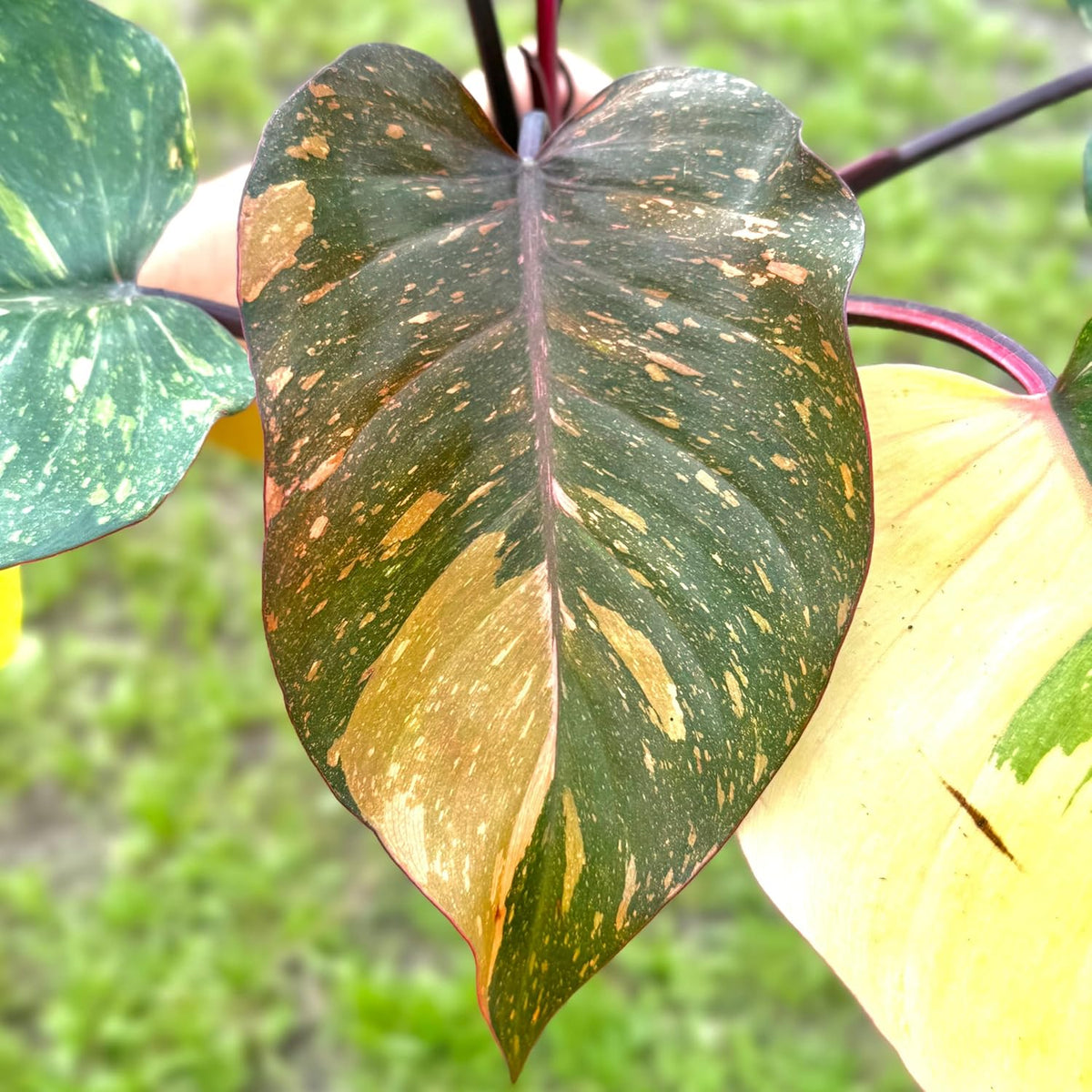 Live Philodendron Orange Princess Plant – 4” Indoor Variegated Aroid with Dark Green and Copper-Orange Foliage | Air Purifying Houseplant for Low Light Rooms | Houseplant for Home or Office Decor