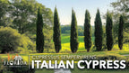 Italian Cypress |30 Live Trees | Cupressus sempervirens | Narrow Evergreen Plants | Tall Privacy Landscaping | Upright Ornamental Outdoor Plant