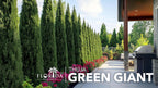 Thuja Arborvitae Green Giant - 5 Live Quart Size Plants - Evergreen Privacy Trees