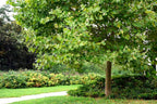 American Sycamore | 3 Live Trees | Platanus occidentalis | Fast-Growing Shade Plants | Privacy Enhancing Greenery for Expansive Landscapes