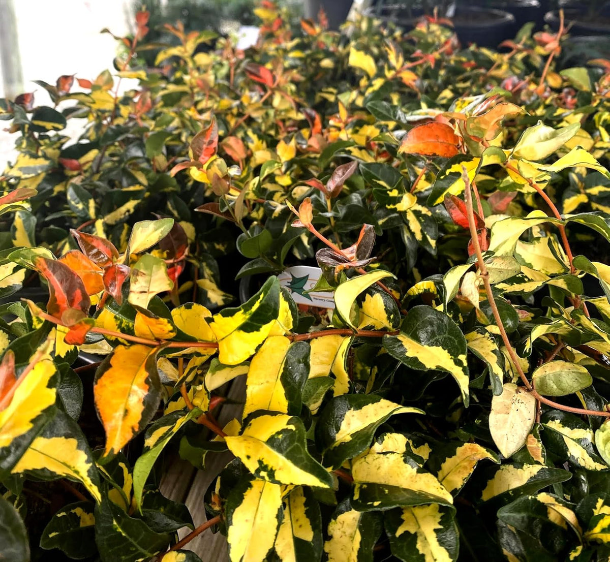Jasmine Summer Sunset - 60 Live Plants - Trachelospermum Asiaticum - Colorful Groundcover Vine