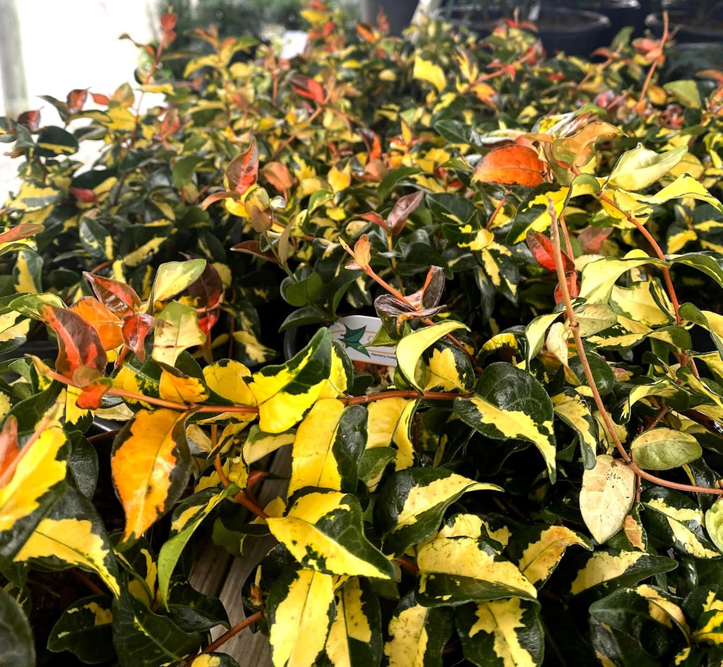 Jasmine Summer Sunset - 10 Live Plants - Trachelospermum Asiaticum - Colorful Groundcover Vine