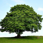American Sycamore | 3 Live Trees | Platanus occidentalis | Fast-Growing Shade Plants | Privacy Enhancing Greenery for Expansive Landscapes