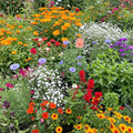 Ferry-Morse Hot, Dry Annual Mix Bulk Wildflower Seeds, 1lb