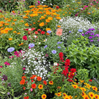 Ferry-Morse Hot, Dry Annual Mix Bulk Wildflower Seeds, 1lb