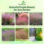 Outsidepride 500 Seeds Perennial Eragrostis Spectabilis Ornamental Love Grass Seed for Planting