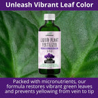 3-1-2 African Violet Fertilizer for Indoor Plants: Liquid Fertilizer with Essential Micronutrients Drops - Plant Food for African Violets (32 OZ)