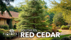 Southern Red Cedar | 40 Live Plants | Juniperus Virginiana Silicicola | Evergreen Privacy Trees | Native Landscape Plants