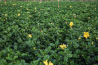 Hibiscus Live Plant - Yellow Hibiscus Bush - Flowering Plants - Yellow Ft. Myers - Overall Height 26" to 28" - (Plant Only)…