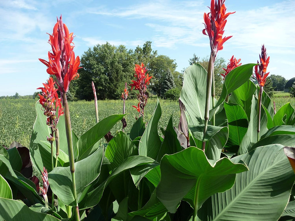 Beautiful Large Red Canna, Robert Kemp Canna Lily Fresh Top Size Bulb/Plant/Rhizome