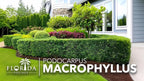 Podocarpus Macrophyllus Japanese Yew | 3 Live Plants | Podocarpus macrophyllus | Privacy Hedge Shrub | Evergreen Landscaping Plants for Gardens & Borders