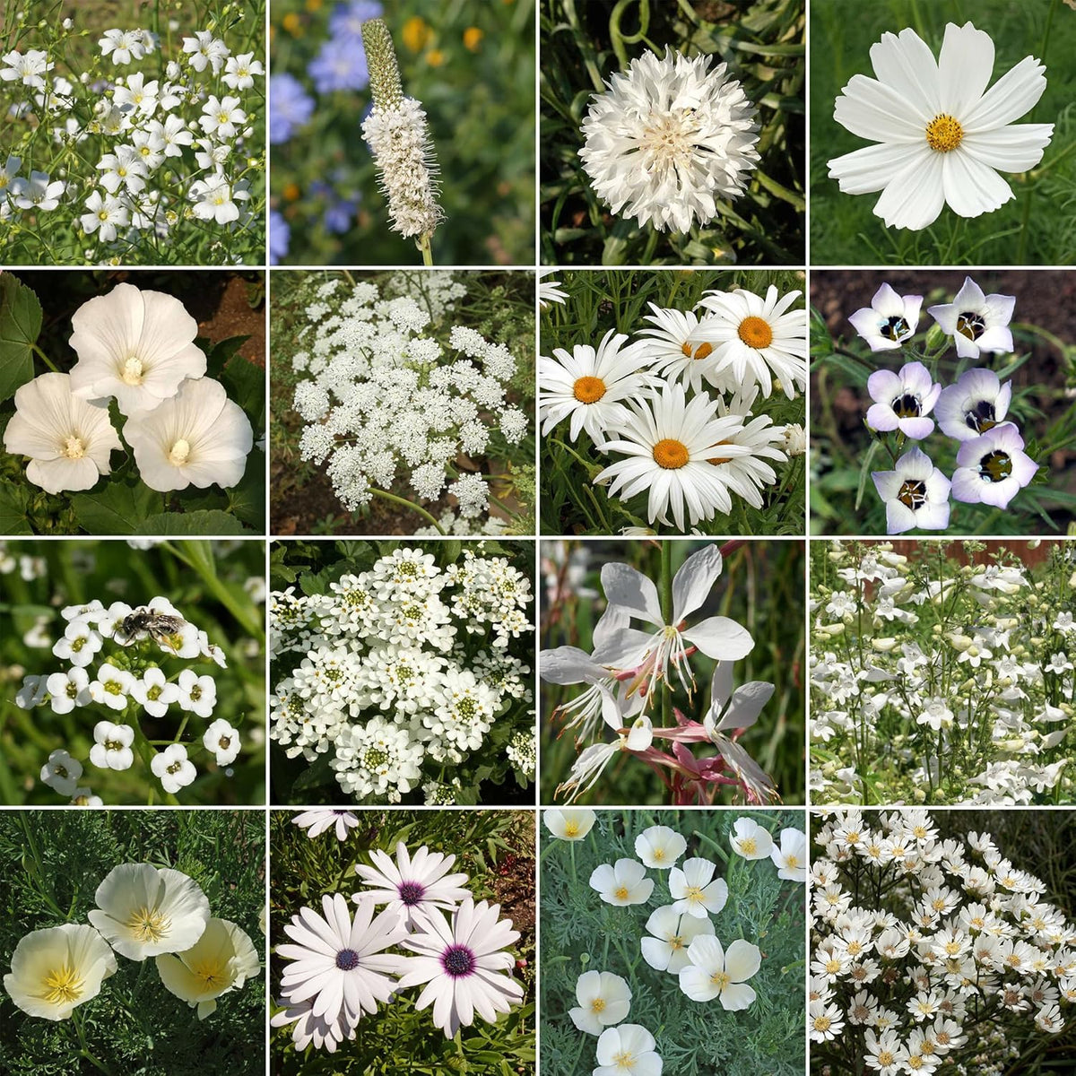 Ferry-Morse White Mix Bulk Flower Seeds, 1lb