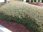 Dwarf Yaupon Holly | Ilex Schilling Stokes Vomitoria | 20 Live Plants | Drought Tolerant Low Maintenance Evergreen Hedge