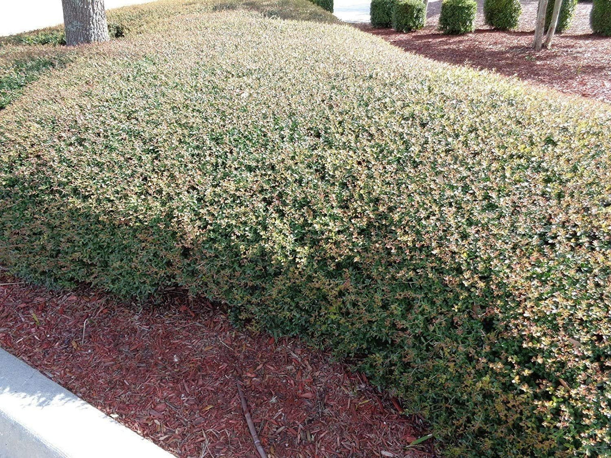 Dwarf Yaupon Holly | Ilex Schilling Stokes Vomitoria | 20 Live Plants | Drought Tolerant Low Maintenance Evergreen Hedge