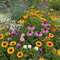 Ferry-Morse Midwest Mix Bulk Wildflower Seeds, 1lb