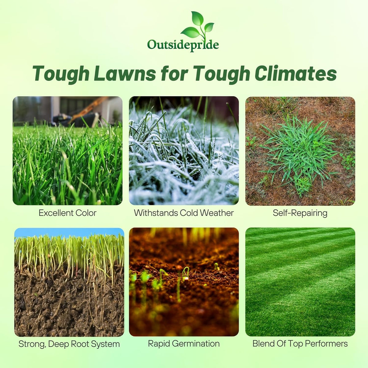 Outsidepride Combat Extreme Northern Zone - 50 Lbs Cold-Hardy, Drought-Resistant Turf Type Tall Fescue & Kentucky Bluegrass Lawn Grass Seed Blend, OptiGrowth Coated for Better Establishment