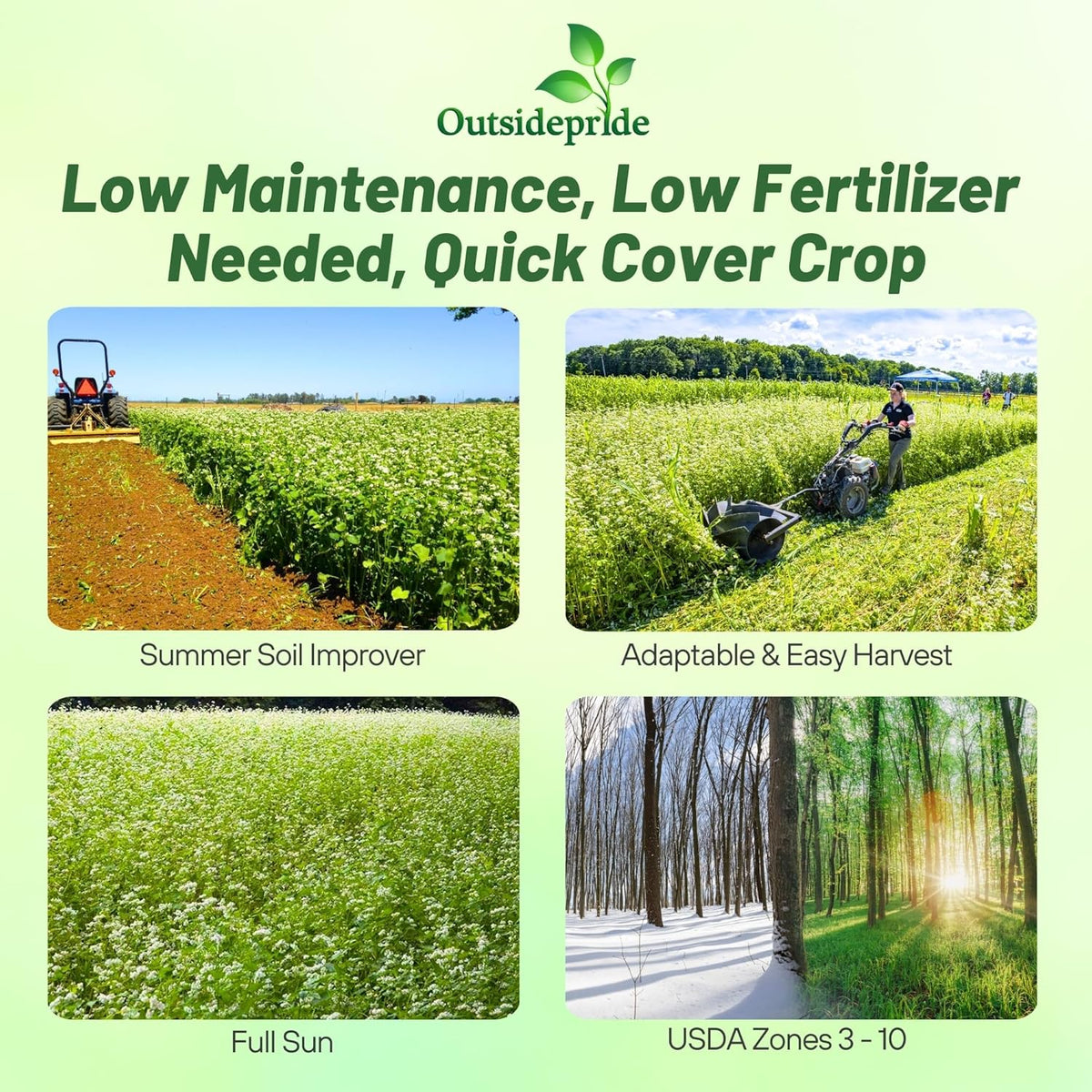 Outsidepride Buckwheat Seeds - 1lb Annual, Fast-Growing, Easy to Grow Buckwheat Cover Crop Seeds for Green Manure, Bee Pasture & Pollinators, Wildlife Habitat, Soil Improvement, and Erosion Control
