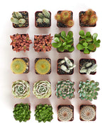 Shop Succulents Premium Live Mini Cactus and Succulent Plants in 2" Pots, Easy Care Indoor or Outdoor Gardening, Terrariums, Favors, & Contemporary Spaces with Hardy, Resilient Varieties, Pack of 40