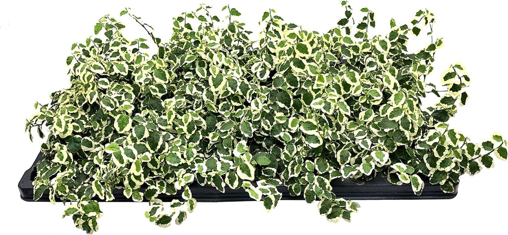 Variegated Creeping Fig Vine - Ficus Pumila Variegata - 3 Live Fully Rooted 2 Inch Plants - Climbing Ivy