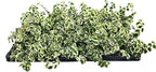 Variegated Creeping Fig Vine - Ficus Pumila Variegata - 3 Live Fully Rooted 2 Inch Plants - Climbing Ivy