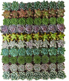 Shop Succulents Rosette Succulent Plant Pack Collection - Live Mini Succulent Plants, Low Maintenance, Floral Shaped Mix of Colors & Textures - Wedding and Party Favors, Gift & Garden, Pack of 100