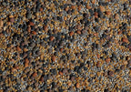No-Till Cover Crop 13-Seed Mix: 50% Clovers Plus Fenugreek, Vetch, Flax, Cowpeas, Buckwheat, Forage Peas, Millet, Lentils (5-lb. Bag (Five Pound)