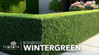 Wintergreen Boxwood | 3 Live Plants | Buxus Microphylla | Evergreen Shrub, Dense Foliage, Formal Garden, Low Maintenance, Privacy Hedge, Year-Round Interest, Landscaping Shrub