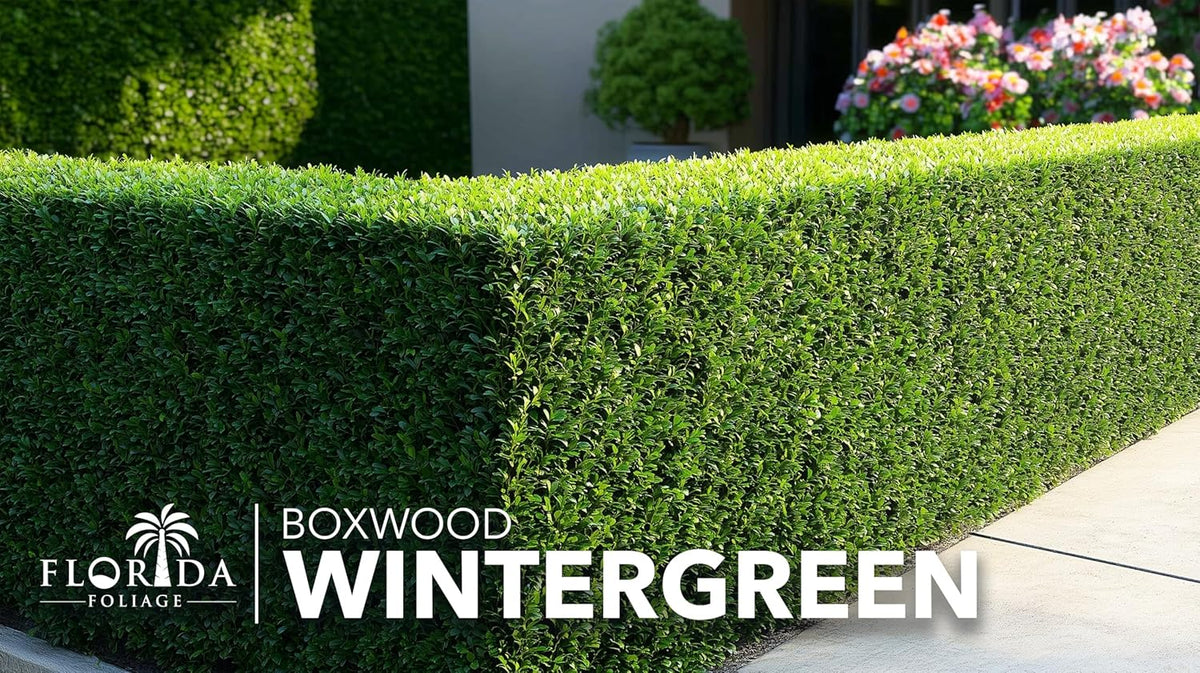 Wintergreen Boxwood | 3 Live Plants | Buxus Microphylla | Evergreen Shrub, Dense Foliage, Formal Garden, Low Maintenance, Privacy Hedge, Year-Round Interest, Landscaping Shrub