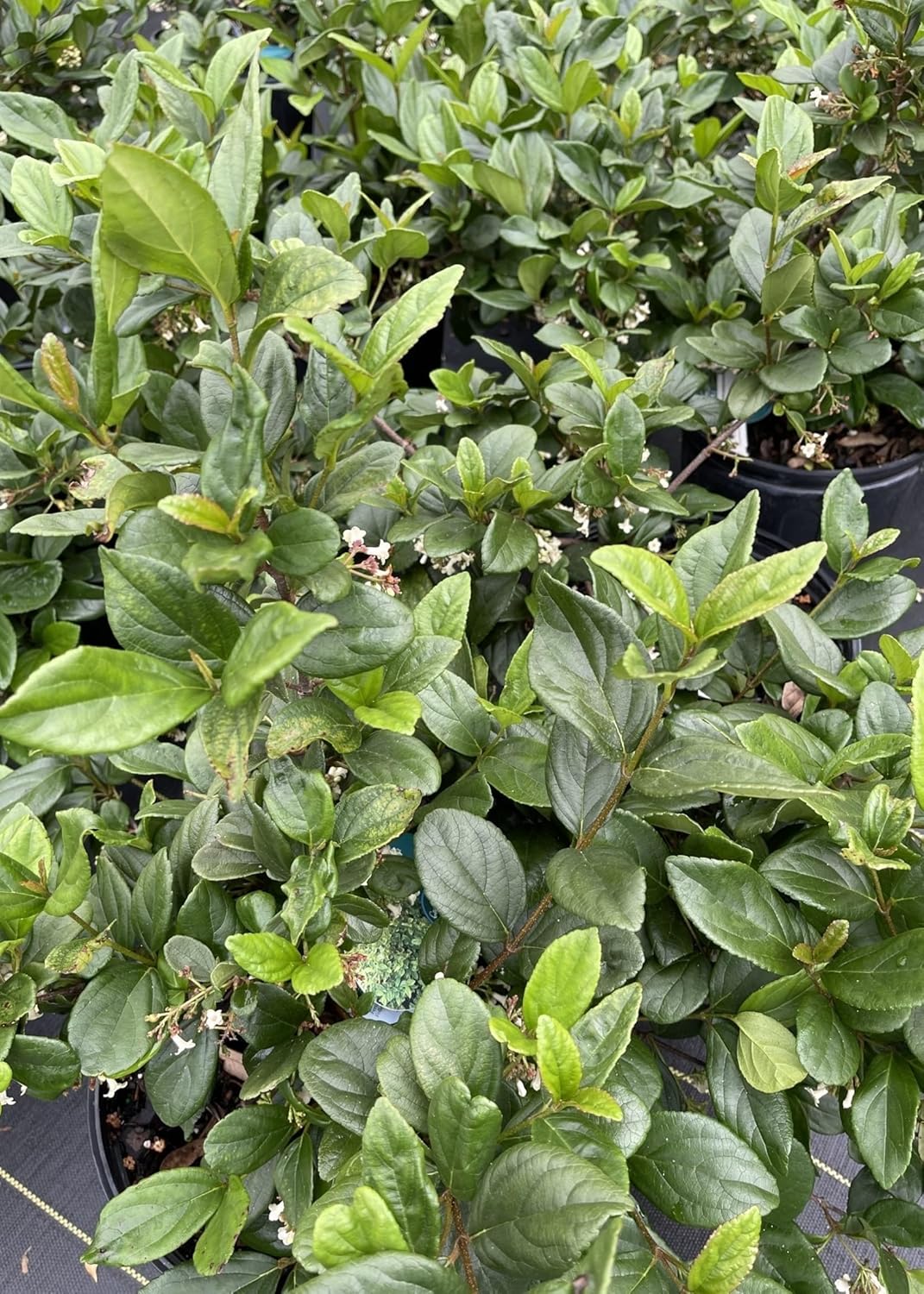 Viburnum Suspensum | 1 Large Gallon Size Plant I Sandankwa I Live Durable Evergreen Shrub with Fragrant Blooms, Ideal for Hedges, Privacy Screens, and Ornamental Landscaping
