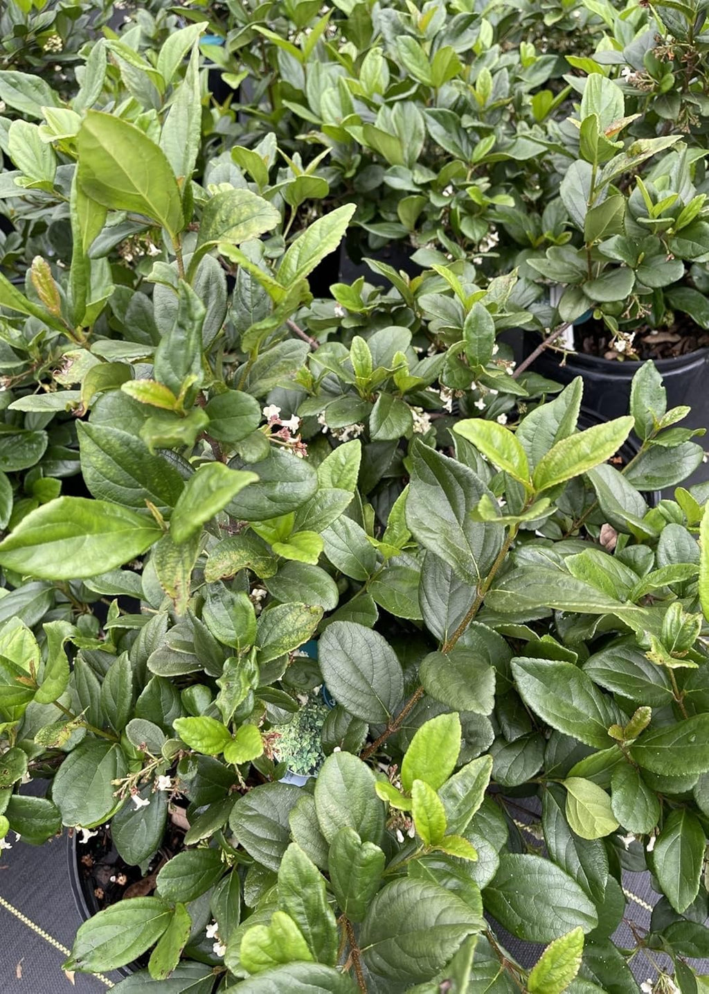 Viburnum Suspensum | 2 Large Gallon Size Plants I Sandankwa I Live Durable Evergreen Shrub with Fragrant Blooms, Ideal for Hedges, Privacy Screens, and Ornamental Landscaping