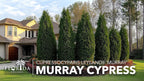 Murray Cypress | 30 Live Plants | Cupressocyparis leylandii 'Murray' | Fast Growing Privacy Trees | Evergreen Plants for Windbreaks
