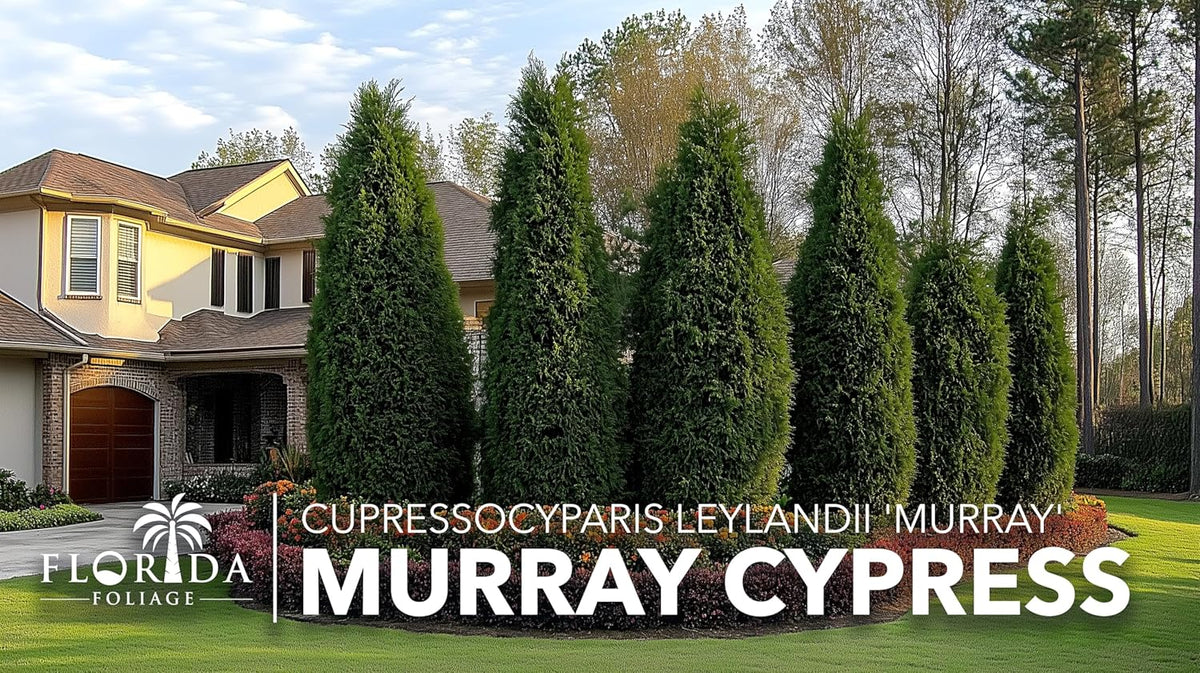 Murray Cypress | 3 Live Plants | Cupressocyparis leylandii 'Murray' | Fast Growing Privacy Trees | Evergreen Plants for Windbreaks