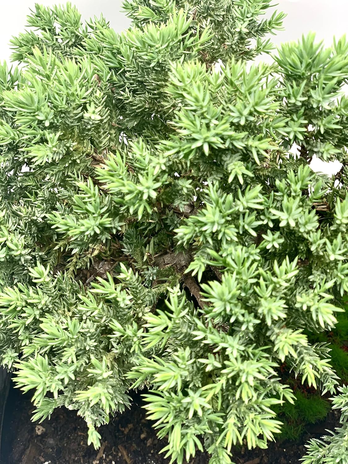 Live Dwarf Juniper Bonsai Tree 12+ Years Old with Bamboo mat| Juniper or Jade Bonsai Tree | Indoor/Outdoor | 100% Handcrafted| Home and Office Décor | Best Gift for Holiday (style3)