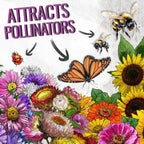 Seed Needs Garden Flower Seeds Large Blooms Mix Hummingbird and Butterfly | 5 Packs (1 Ounce Each) No Filler 7 Varieties Open Pollinated | Resealable Package Live Wild Flower Seed | Bulk