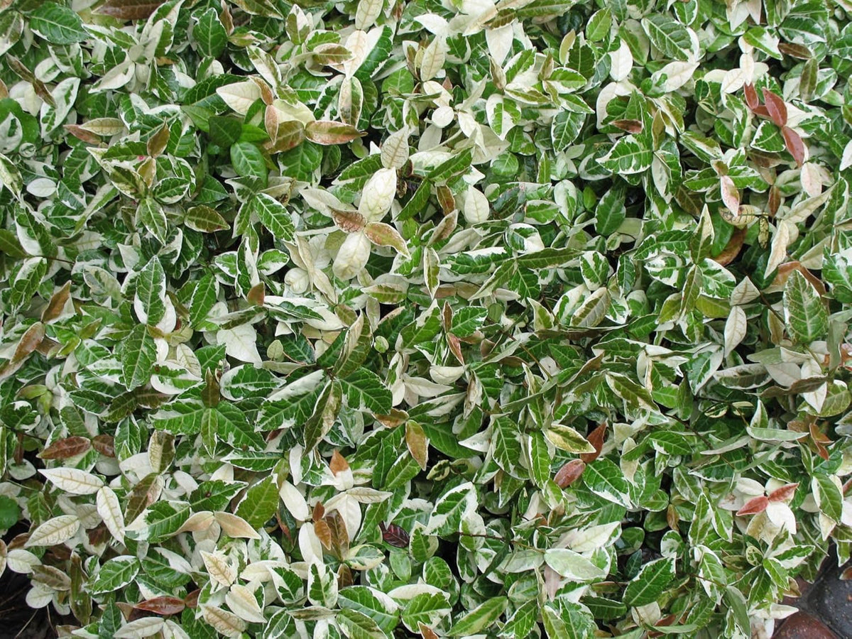 Variegated Asiatic Jasmine | 3 Live 4 Inch Plants | Trachelospermum Asiaticum | Fast Growing Ground Cover, Evergreen Foliage, Low Maintenance Vine, Landscaping Shrub, Drought Tolerant Plant