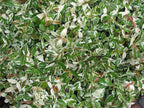 Variegated Asiatic Jasmine | 5 Live 4 Inch Plants | Trachelospermum Asiaticum | Fast Growing Ground Cover, Evergreen Foliage, Low Maintenance Vine, Landscaping Shrub, Drought Tolerant Plant
