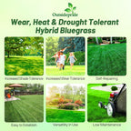 Outsidepride SPF-30 Hybrid Bluegrass Seeds - 50 lbs. Heat & Drought Tolerant, Texas Bluegrass & Kentucky Bluegrass Seed Mix for Challenging Climates, OptiGrowth Coated for Better Establishment