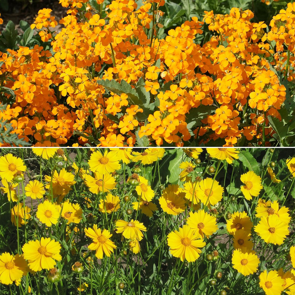 Ferry-Morse Cool Season Mix Bulk Wildflower Seeds, 1lb