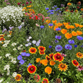 Ferry-Morse Southwest Mix Bulk Wildflower Seeds, 1lb