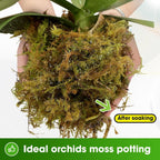 DUSPRO Big Bag Dried Forest Moss for Plant Propagation Sphagnum Moss Bulk for Orchid Repotting Mix Organic Soil Medium Bale Premium Hand Selected (5 LBS)
