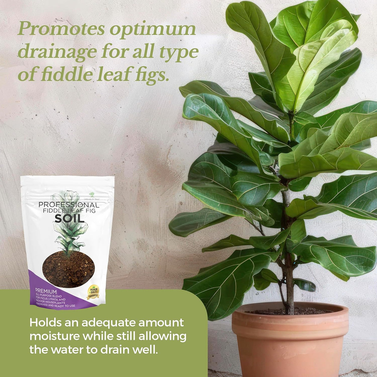 Fiddle Leaf Fig House Plant Soil Premium All Purpose Blend | Large 2.2 Quarts | Ready to Use for Indoor Houseplants | Peat, Sawdust, Course Sand and Pinebark | Made in USA