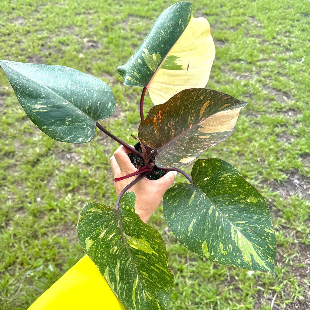 Live Philodendron Orange Princess Plant – 4” Indoor Variegated Aroid with Dark Green and Copper-Orange Foliage | Air Purifying Houseplant for Low Light Rooms | Houseplant for Home or Office Decor