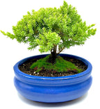 Live Dwarf Juniper Bonsai Tree Small | Indoor/Outdoor | 100% Handcrafted| Home and Office Décor | Best Gift for Holiday
