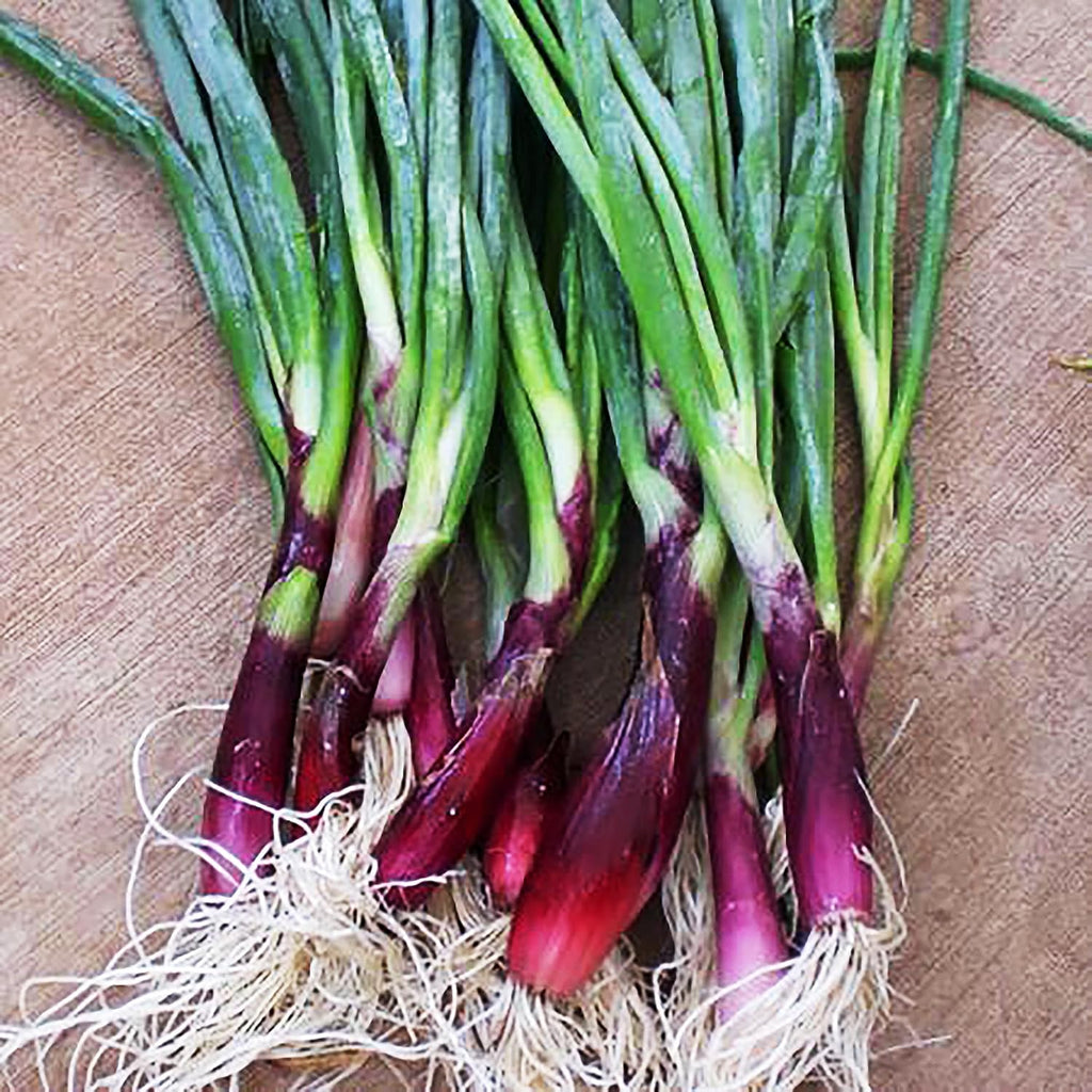 Delicious Salad Green Onion Scallions Seeds - Easy to Grow - 1600 Seeds