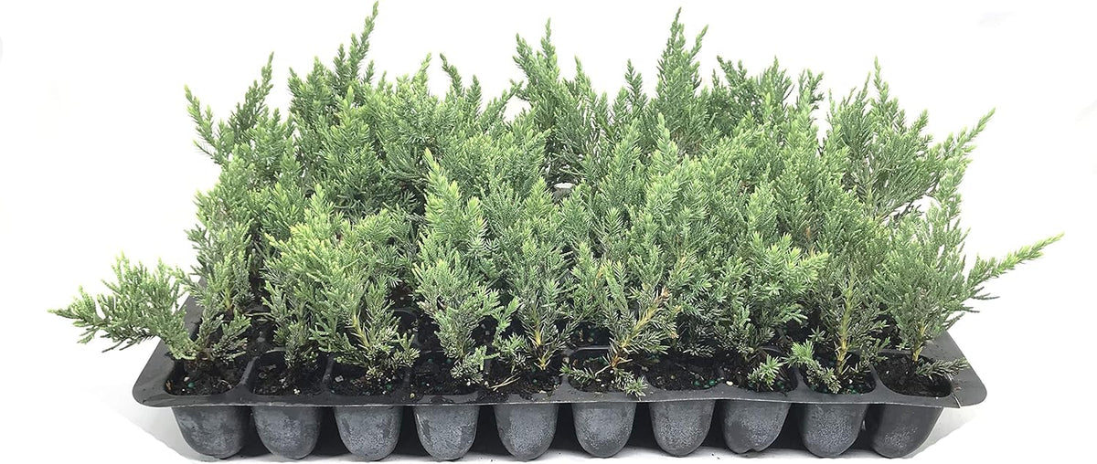 Juniper Parsoni - 30 Live Plants - Juniperus Squamata Expansa Parsons - Drought Tolerant Cold Hardy Evergreen Ground Cover
