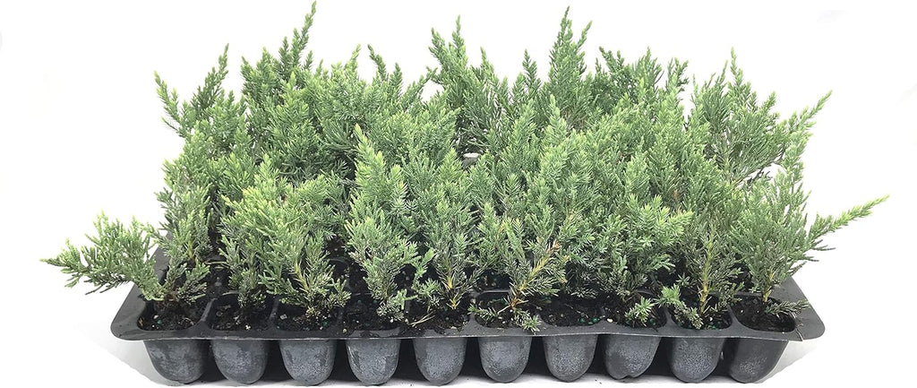 Juniper Parsoni - 3 Live Plants - Juniperus Squamata Expansa Parsons - Drought Tolerant Cold Hardy Evergreen Ground Cover