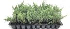 Juniper Parsoni - 3 Live Plants - Juniperus Squamata Expansa Parsons - Drought Tolerant Cold Hardy Evergreen Ground Cover