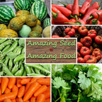 Squash Seeds - Summer - Vegetable Marrow White Bush - 1 Oz ~250 Seeds - Cucurbita Pepo - Non-GMO, Heirloom - Farm & Vegetable Garden