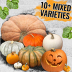 Seed Needs Pumpkin Seeds Specialty Spooky Blend 10+ Varieties | Lumina White, Baby Boo, Blue Jarrahdale, Cinderella & More! | Heirloom Non-GMO Untreated | Bulk Pumpkin Seeds for Planting